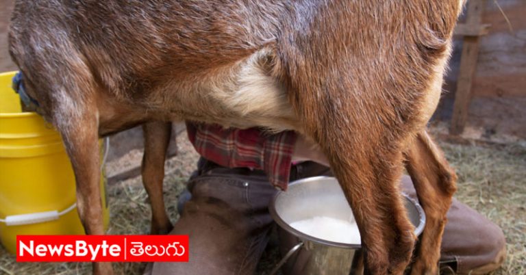 Goat Milk: శరీరానికి పోషక విలువలు అందించే సంజీవని మేకపాలు!