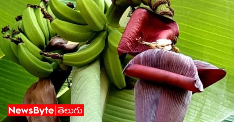 Banana Flower: అరటి పువ్వుతో అలాంటి సమస్యలకు చెక్?