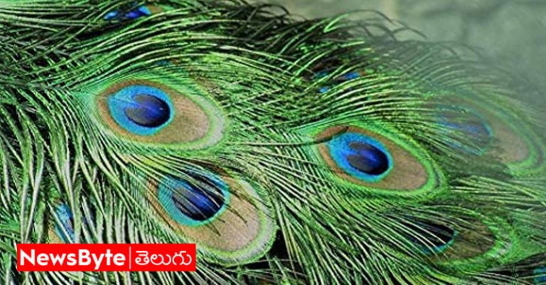 Peacock Feather: నెమలి పించం ఇంట్లో ఉంటే ఆ దోషాలన్నీ పరార్?