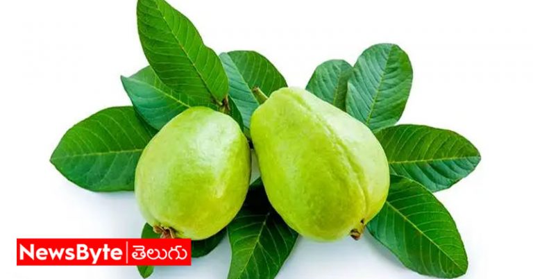 Guava Leaves: బాబోయ్.. జామ ఆకుల వల్ల అన్ని ప్రయోజనాల?